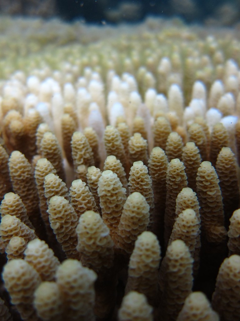 Acropora millepora coral colony infected with the coral disease white syndrome, one of many coral diseases impacting coral reefs worldwide © ARC Centre of Excellence Coral Reef Studies http://www.coralcoe.org.au/